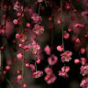 Meet your Posher, Dellie